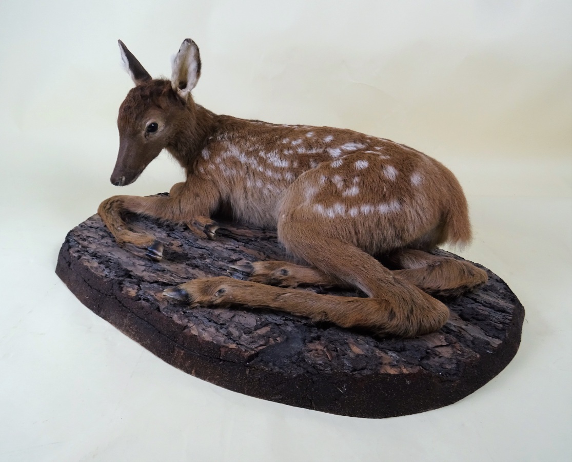 Fallow Deer Taxidermy